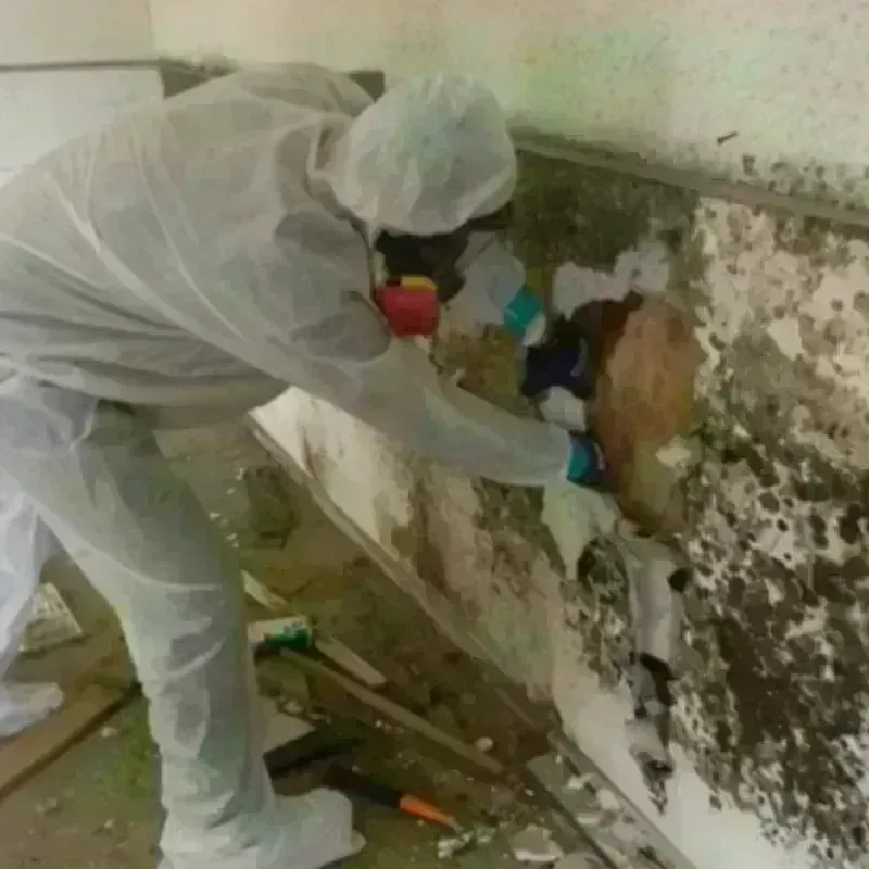 Best Mold Remediation and Removal Service in Greensville County, VA